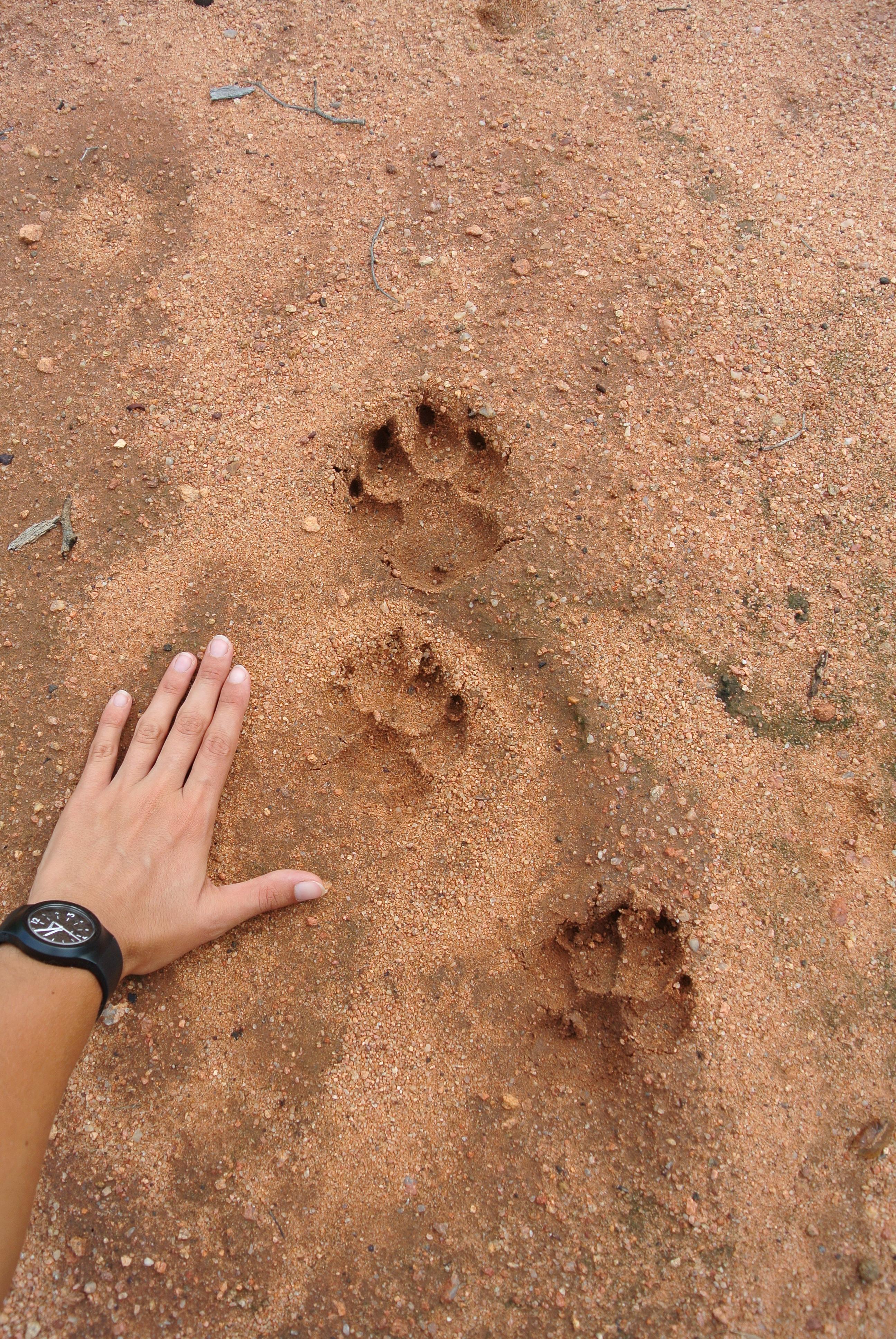 Wildlife conservation group volunteer in Botswana places hand next to animal tracks Projects Abroad conservation group volunteer in Botswana places hand next to animal tracks